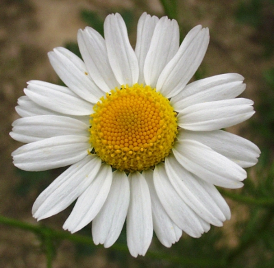 Tripleurospermum inodorum, Geruchlose Kamille, Blüte