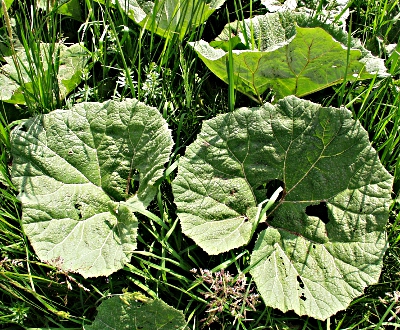Tussilago farfara, Huflattich, Bltter