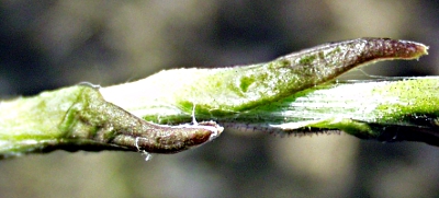 Tussilago farfara, Huflattich, St�ngelbl�tter