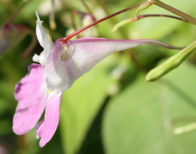 Impatiens balsamina, Balsamine
