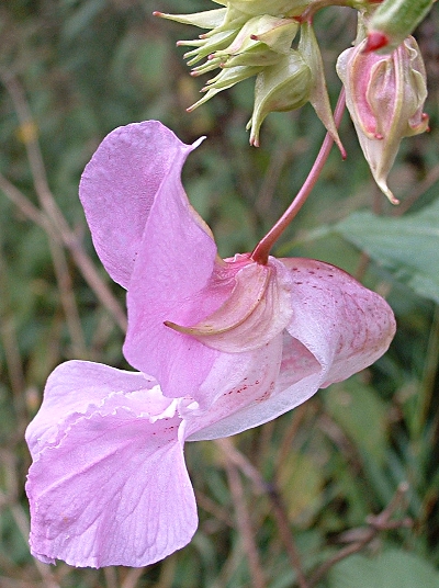 Impatiens glandulifera, Drüsiges Springkraut