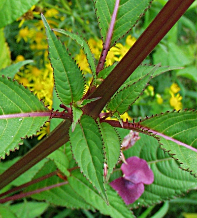Impatiens glandulifera, Dr�siges Springkraut, Dr�sen