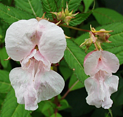 Impatiens glandulifera, Dr�siges Springkraut, helle Bl�ten