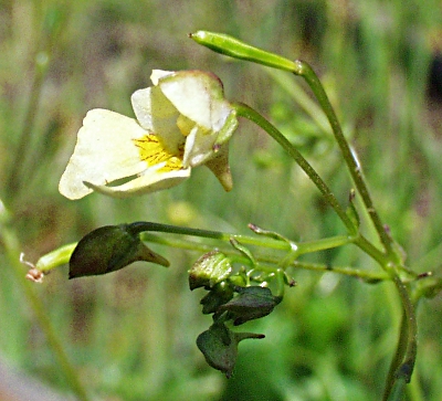 Impatiens parviflora, Kleinbl�tiges Springkraut