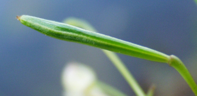 Impatiens parviflora, Kleinbl�tiges Springkraut, Frucht