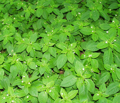 Impatiens parviflora, Kleinbl�tiges Springkraut, Habitus