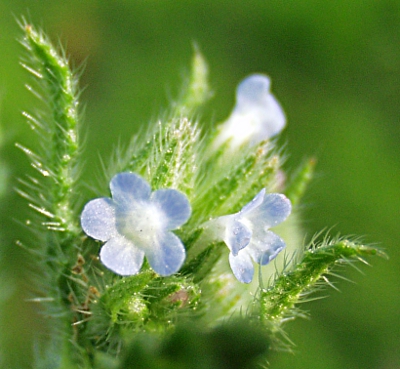 Anchusa arvensis, Acker-Krummhals
