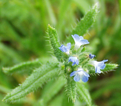 Anchusa arvensis, Acker-Krummhals