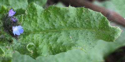 Anchusa arvensis, Acker-Krummhals, Blatt