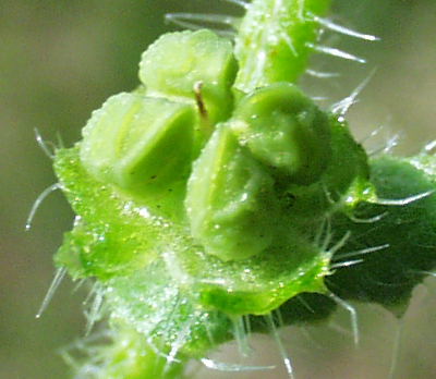 Anchusa arvensis, Acker-Krummhals, Frucht