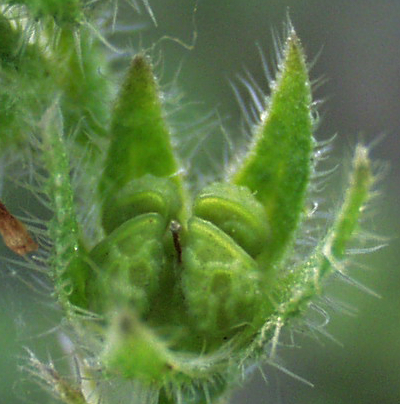 Anchusa arvensis, Acker-Krummhals, Frucht