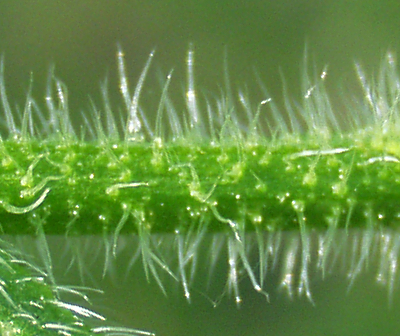 Anchusa arvensis, Acker-Krummhals, Stngel