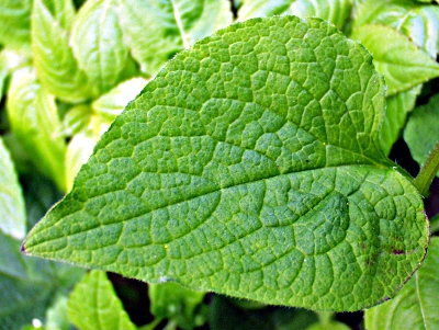 Brunnera macrophylla, Großblättriges Kaukasusvergissmeinnicht, Blatt