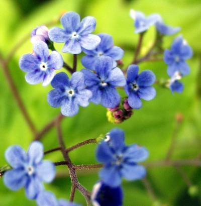 Brunnera macrophylla, Großblättriges Kaukasusvergissmeinnicht