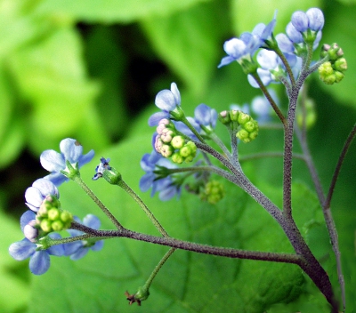 Brunnera macrophylla, Großblättriges Kaukasusvergissmeinnicht, Blütenstand