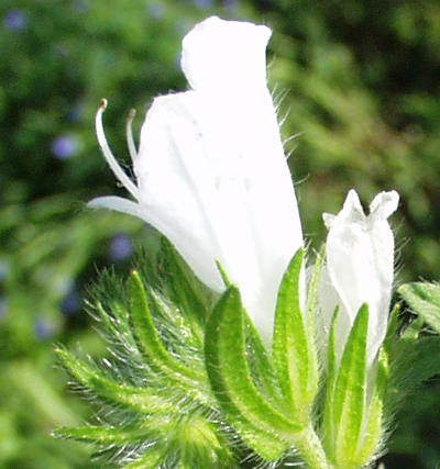 Echium plantagineum, Wegerichblättriger Natternkopf, Blüte
