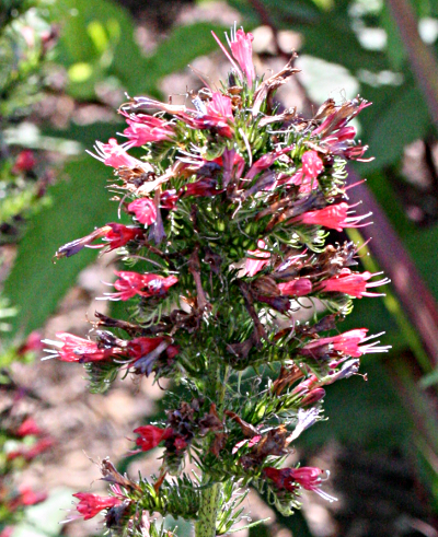 Pontechium maculatum, Echium russicum, Roter Natternkopf
