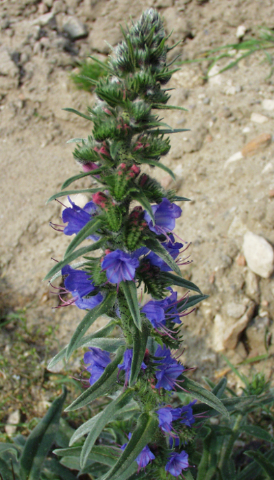Echium vulgare, Gewöhnlicher Natternkopf