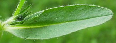 Echium vulgare, Gew�hnlicher Natternkopf, Blatt
