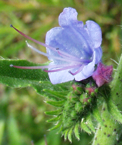 Echium vulgare, Gew�hnlicher Natternkopf, Bl�te