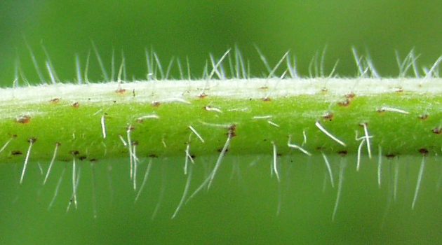Echium vulgare, Gew�hnlicher Natternkopf, St�ngel