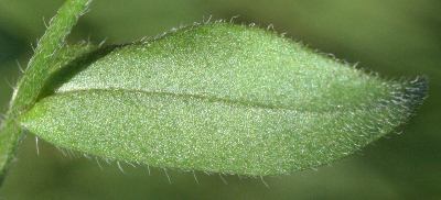 Myosotis arvensis, Acker-Vergissmeinnicht, Blatt