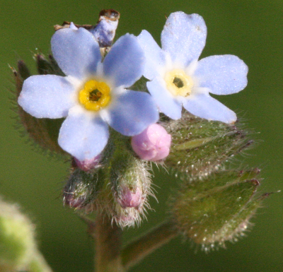 Myosotis arvensis, Acker-Vergissmeinnicht, Bl�ten