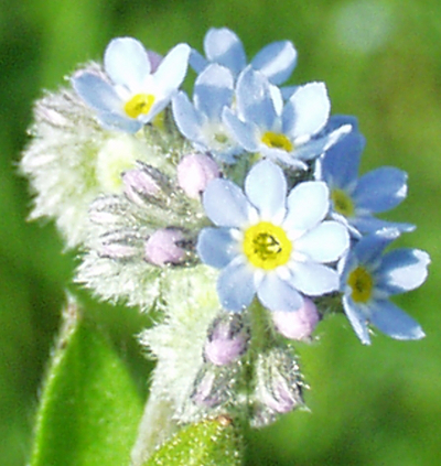 Myosotis arvensis, Acker-Bergissmeinnicht, Blüte