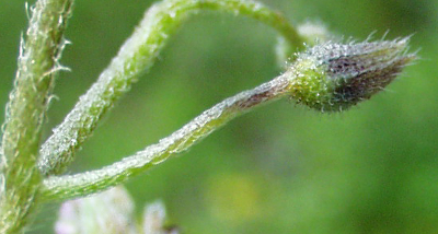 Myosotis arvensis, Acker-Vergissmeinnicht, Fruchtstiel