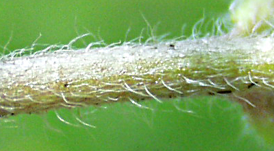 Myosotis arvensis, Acker-Vergissmeinnicht, St�ngel