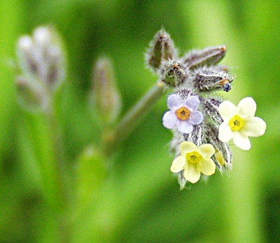 Myosotis discolor, Buntes Vergissmeinnicht