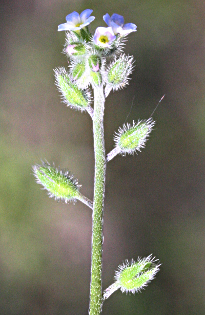 H�gel-Vergissmeinnicht (Myosotis ramosissima)