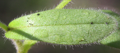 H�gel-Vergissmeinnicht (Myosotis ramosissima), Blatt