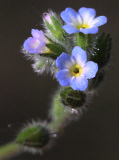 H�gel-Vergissmeinnicht (Myosotis ramosissima), Bl�ten