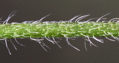 H�gel-Vergissmeinnicht (Myosotis ramosissima), St�ngel