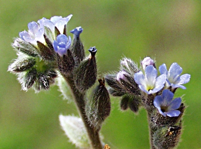 Myosotis stricta, Sand-Vergissmeinnicht