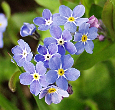 Myosotis sylvatica, Wald-Vergissmeinnicht