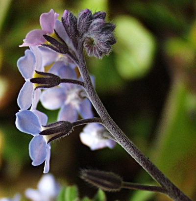 Myosotis sylvatica, Wald-Vergissmeinnicht