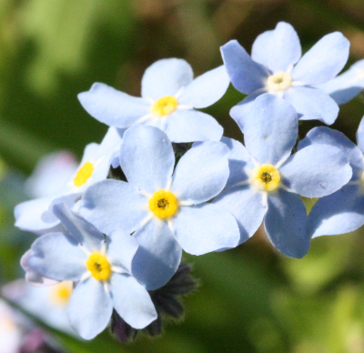 Myosotis sylvatica, Wald-Vergissmeinnicht, Bl�ten