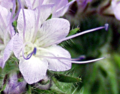 Phacelia tanacetifolia, Rainfarn-Phazelie, Blte