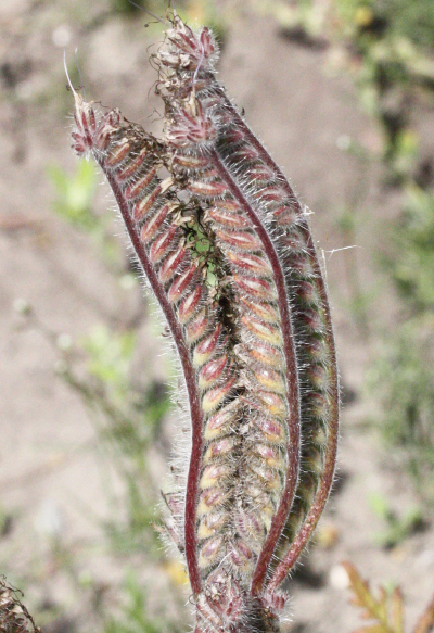 Phacelia tanacetifolia, Rainfarn-Phazelie, Fruchtstand
