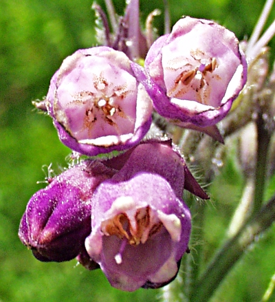 Symphytum officinale, Gewöhnlicher Beinwell, Blüten