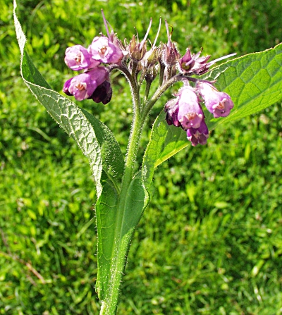 Symphytum officinale, Gewöhnlicher Beinwell