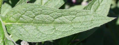 Symphytum uplandicum, Futter-Beinwell, Blatt
