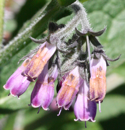 Symphytum uplandicum, Futter-Beinwell, Bl�tenstand