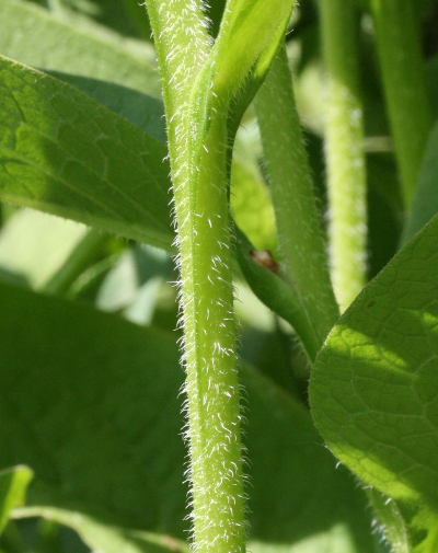 Symphytum uplandicum, Futter-Beinwell, St�ngel