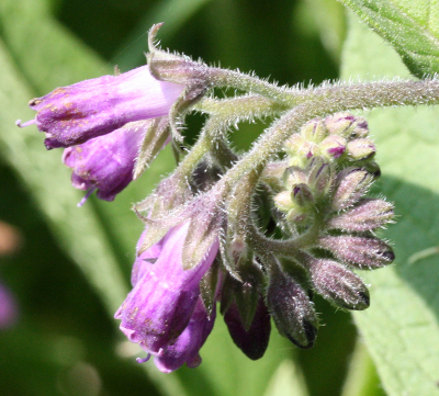 Symphytum, Beinwell, Wickel