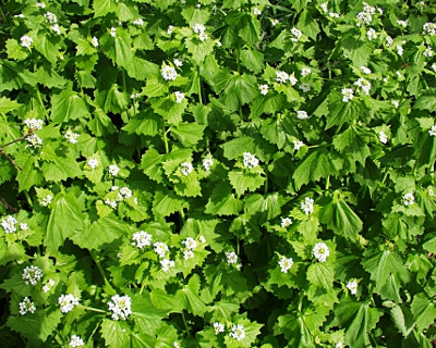 Alliaria petiolata, Knoblauchsrauke