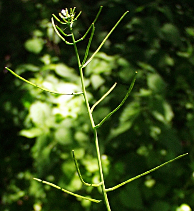 Alliaria petiolata, Knoblauchsrauke, Schoten
