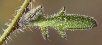 Arabidopsis arenosa, Sand-Schaumkresse, Stängelblatt